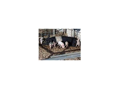 Photo Small Little Piggies Animal