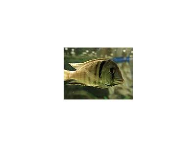 Photo Small Aquarium Fish 42 Animal