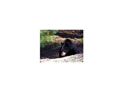 Photo Small Black Bear 3 Animal