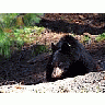 Photo Small Black Bear 3 Animal